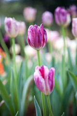 Tulip in the flower field