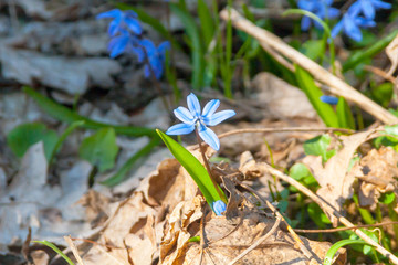 Flowers snowdrops in the spring forest.