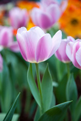 Fototapeta premium Tulip in the flower field