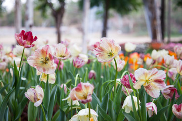 Tulip in the flower field