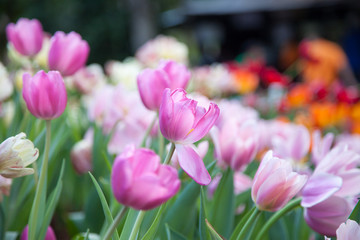 Tulip in the flower field