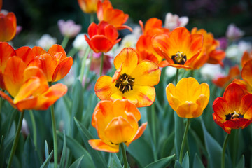 Obraz na płótnie Canvas Tulip in the flower field