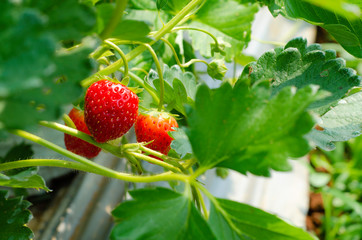 Red strawberry..