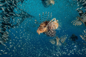 Lion fish in the Red Sea colorful fish, Eilat Israel