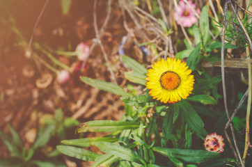 Beautiful marigolds in the garden.