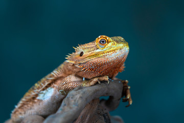 Bearded dragon (Pogona) - closeup with selective focus