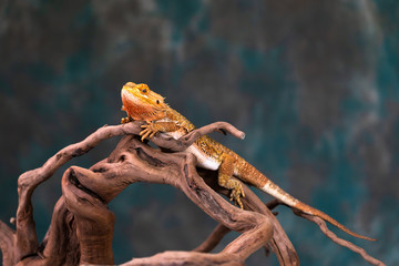 Bearded dragon (Pogona) - closeup with selective focus