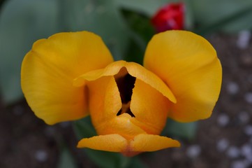 yellow tulip in the garden