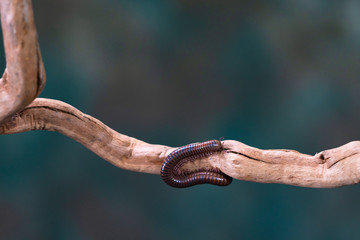 Fototapeta premium Millipede (Diplopoda) on wooden branch - closeup with selctive focus