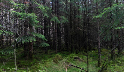 trees in forest