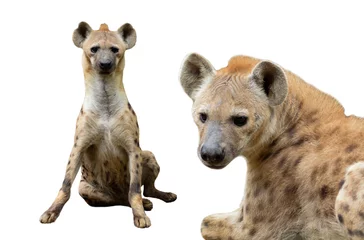 Deurstickers Gevlekte hyena © J.NATAYO