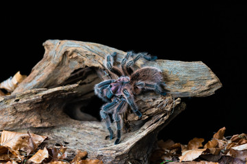 Chilean hair rose tarantula (Grammostola rosea) - closeup with selective focus