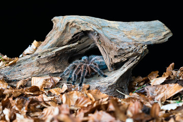Chilean hair rose tarantula (Grammostola rosea) - closeup with selective focus