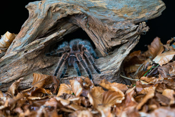 Chilean hair rose tarantula (Grammostola rosea) - closeup with selective focus