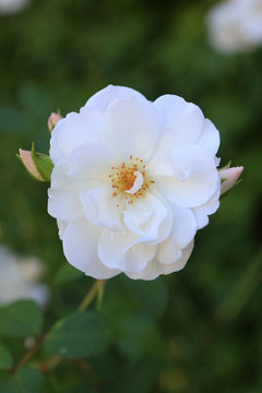 Rose blanche. Abbaye Notre-Dame de Jouarre. / White Rose. Abbey Notre-Dame de Jouarre.