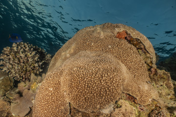 Coral reefs and water plants in the Red Sea, Eilat Israel
