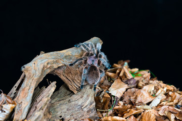 Chilean hair rose tarantula (Grammostola rosea) - closeup with selective focus