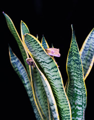 Crested gecko (Correlophus ciliatu) sitting on a plant - closeup with selective focus