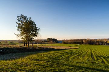 Wzgórz sokólskie, Stary wiatrak, Krajobraz wiejski Podlasia © podlaski49