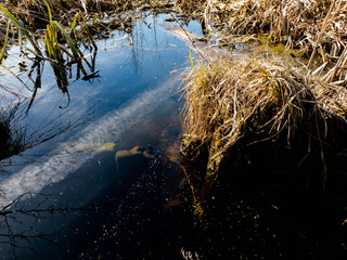 Overgrown water in the swamp. The swamp.