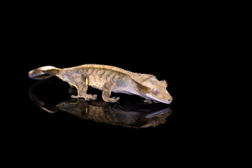 Crested gecko (Correlophus ciliatu) with reflection on black background - closeup with selective focus