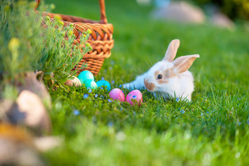 Cute bunny and colorful decorative easter eggs on grass, easter holiday