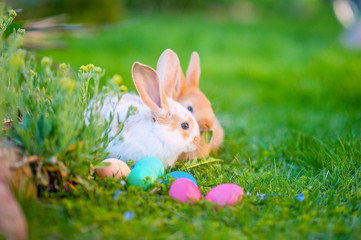 Two cute bunnies and colorful decorative easter eggs on the grass, easter holiday