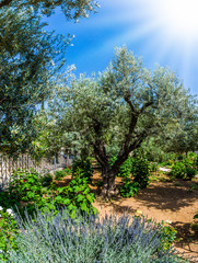  In Gethsemane grow very ancient olives