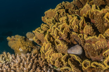 Moray eel Mooray lycodontis undulatus in the Red Sea, eilat israel