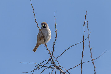 sparrow sitting on branch of bush against blue sky