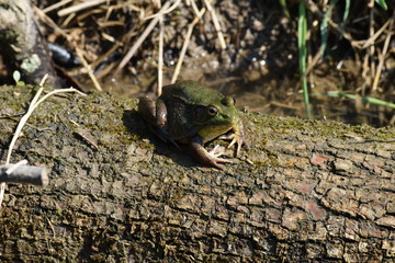 Frog on a log