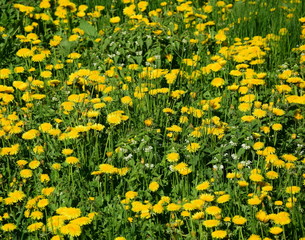 Löwenzahn - Blumenwiese - Wildblumenwiese - Frühlingswiese