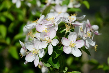 Apfelblüte - Blütezeit in Südtirol