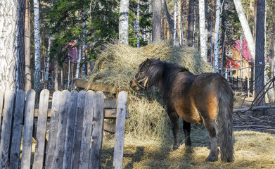 Horse eats hay . Horse grazing behind the fence.