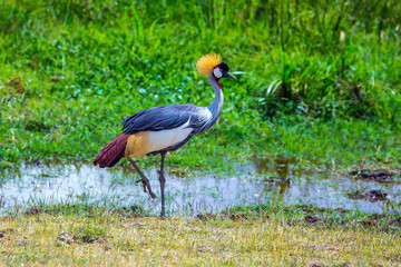 Crowned Crane