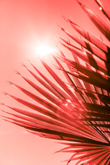 Zweige der Palme in lebender Koralle getönt © dvoevnore
