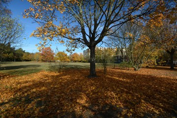 Fototapeta premium Autumnal Impressions from City Park in Berlin Spandau, from October 30, 2016, Germany