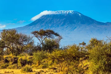 Photo sur Plexiglas Kilimandjaro Desert acacia in the savanna