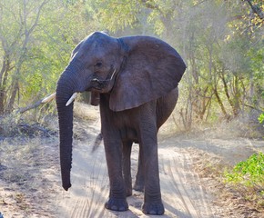 Fototapeta premium Young Elephant