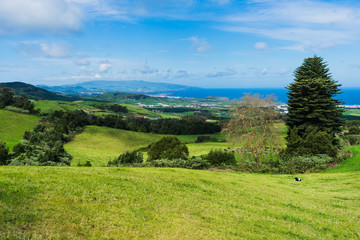 Fototapeta na wymiar Green fields pasture with grazing cow herd and coastal cliffs, blue ocean and sky horizon.