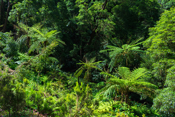 Beautiful tropical rainforest near the hot springs