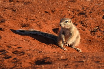 Kap-Borstenhörnchen (xerus inauris)