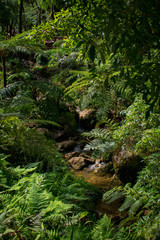 Obraz premium Small river flowing in a gorge, Caldeira Velha, Sao Miguel Island, Azores, Portugal
