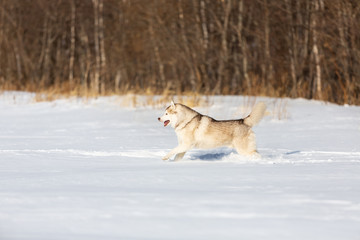 Crazy, happy and free beige and white dog breed siberian husky with tonque out running on the snow in the winter field.