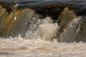 Jumping of fish on waterfall Ventas rumba at Kuldiga city, Latvia.