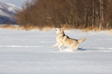 Crazy, happy and free beige and white dog breed siberian husky with tonque out running on the snow in the winter field.