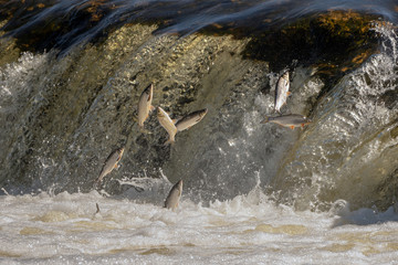 Jumping of fish on waterfall Ventas rumba at Kuldiga city, Latvia.