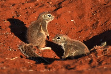 Fototapeta premium Kap-Borstenhörnchen (xerus inauris)