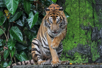 Fototapeta na wymiar tiger show tongue is sit down