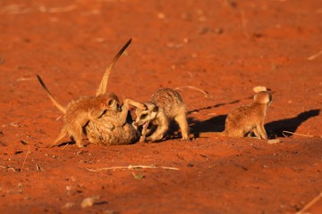 spielende Erdmännchen (suricata suricatta) in der Kalahari in Namibia